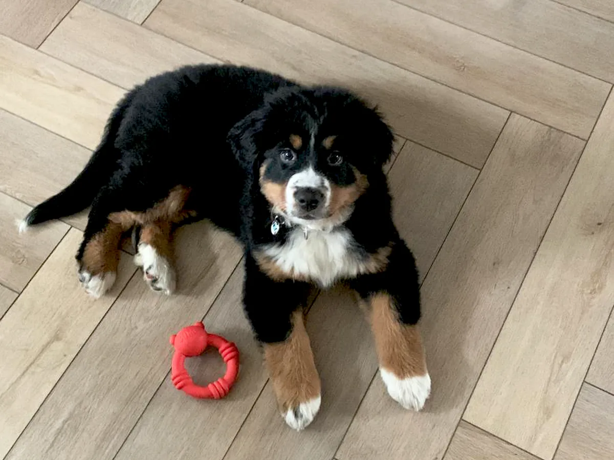 Bo the puppy, a Bernese mountain dog. With a dog who grows that big, you pay extra attention to what his joints can take.