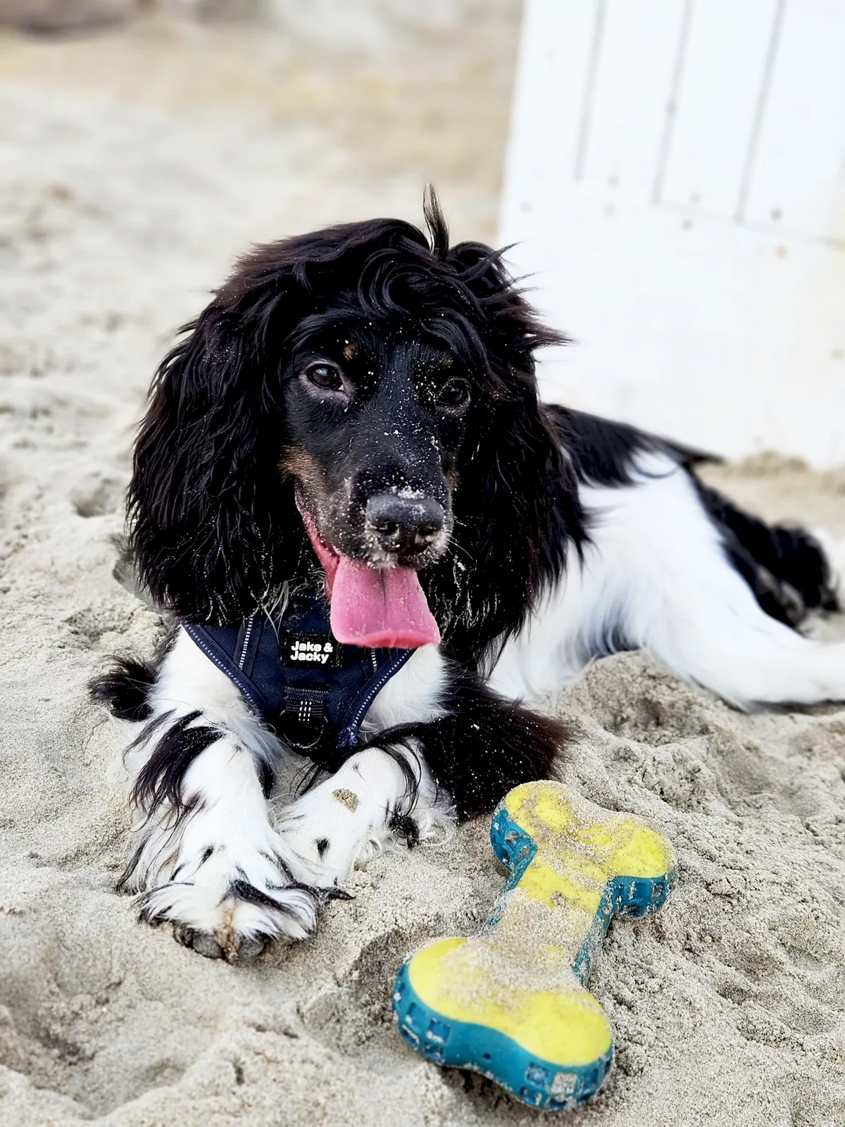 Coco, a working cocker spaniel, on the beach