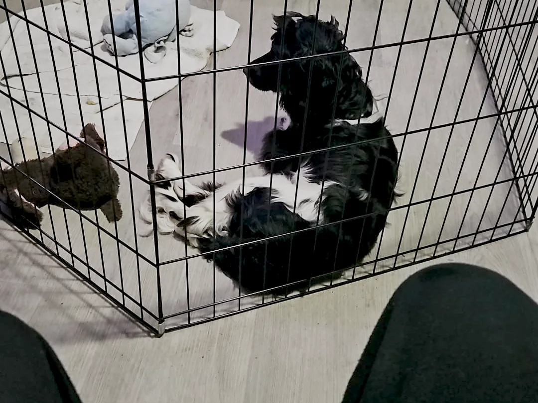 Coco in her pen. I sat next to it so nothing had to happen.