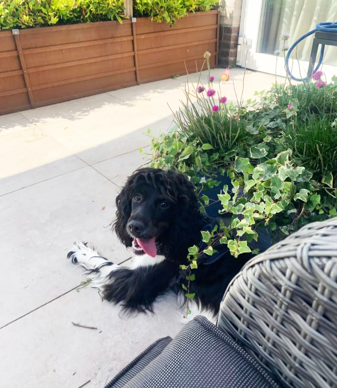 Coco, ein Working Cocker Spaniel, im Garten