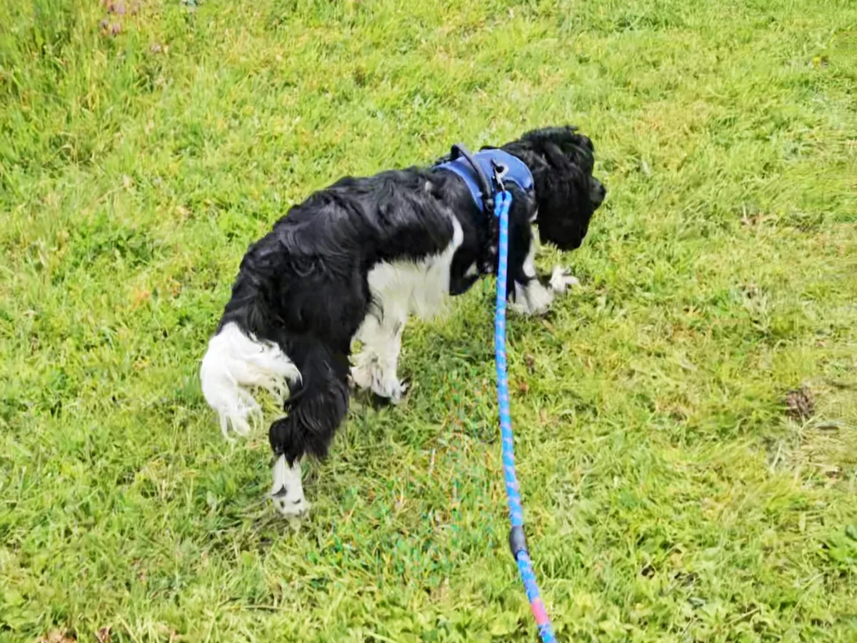 Coco macht draußen ihr Geschäft. Jedes Mal, wenn es draußen passiert, ist eine Wiederholung, die zählt.