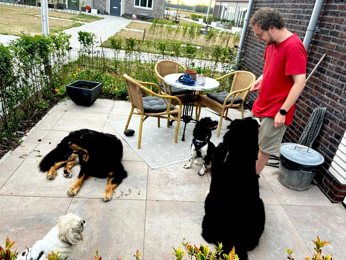 Zowie, Lissy, Coco en Bo op het terras. Vier honden met een heel ander verleden, en alle vier op hun eigen tempo hier gekomen.